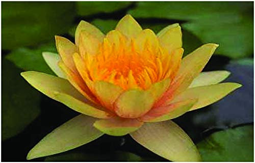 Lincolnshire Pond Plants Ltd - Comanche Water Lily - Live Water Plant Aquatic Pond Lake Marginal - Loose