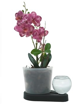 greevi Orchideenheld | Pflanztopf | Kunststoff, schwarz | Selbstbewässernd, Inklusive Pflanzgranulat, Inklusive Orchideensubstrat, Made in Germany