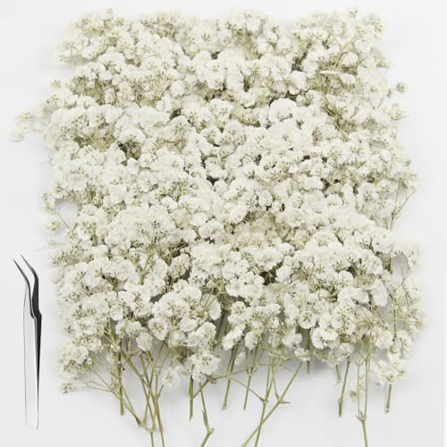 GZGXKJ 120pcs Gypsophila Flores Secas Pequeñas Decorativas Manualidades Flores Secas Naturales para Bodas Resina Manualidades Tarjetas Decoración del Hogar Y Fiestas