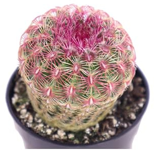 eGarden.store Pianta di Echinocereus Pectinatus Rubispinus o Echinocereus Rigidissimum Rubispinus pianta grassa ornamentale da esterno o da interno cactus vero con spine colorate venduto