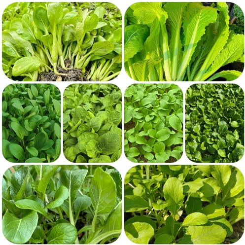 Semillas de Pak Choi orgánicas - para jardín hojas mostaza china raras, interior purificadoras aire para balcones 1000pcs