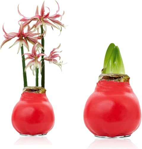 Amaryllis in Wachs Rote Palette (1 Stück) | Rot Wax Amaryllis Zwiebel Großformat 30/32, Echte Pflanzen aus Holland, Hippeastrum (keine Samen, nicht künstlich)