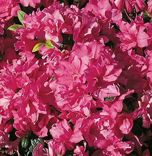 Japanische Azalee Melina 15-20cm - Rhododendron obtusum - Zwerg Alpenrose - lebende Gartenpflanze aus den Baumschulen