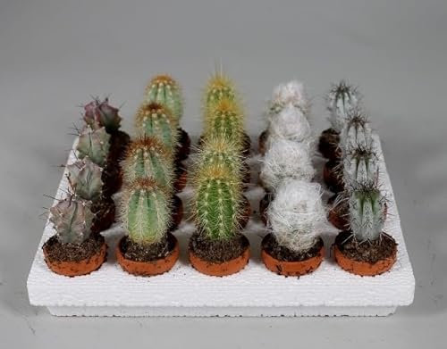 Mini-Kaktus Set mit 10 Pflanzen im Tontopf - Perfekte Dekoration für Zuhause, ca. 5 cm