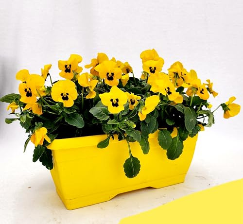 POWERS TO FLOWERS - VIOLE DEL PENSIERO, VIOLA A FIORE PICCOLO GIALLO CON OCCHIO IN BALCONETTA 22X10CM, pianta vera