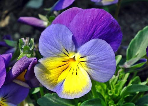 Acker Stiefmütterchen (Viola arvensis) Samen. Zier- und Heilpflanze (2000 Samen = 1,8g)