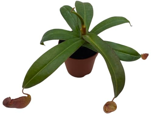 BubbleBlooms Nepenthes Rebecca Soper in a 2 inch Pot Red Tropical Pitcher Carnivorous Plant