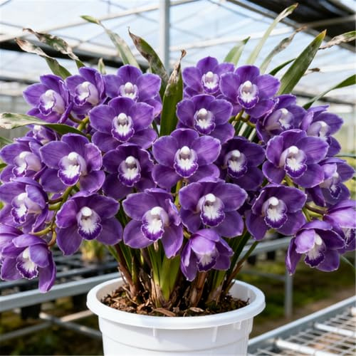 Cymbidium raro/Rizoma di Cymbidium eccellente/Perenne resistente al freddo-3 Rizoma-I