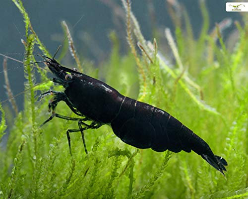 Garnelen Einsteigergarnelen Neocaridina davidi - lebend Zwerggarnelen für das Aquarium - 5er Pack, Farbe schwarz