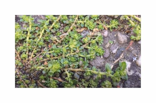 Stk - 30x Herniaria glabra Kahles Bruchkraut Bodendecker Pflanzen - Samen A456 - Seeds & Plants Shop by Ipsa