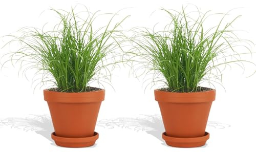 DutchLeafs Cyperus Zumula Echtes Katzengras im Terrakotta Blumentopf 2 Stück - Topf 12 cm - Frisches Katzengras für Katzen Fertig Gewachsen Zyperngras Pflegeleichte Zimmerpflanze - Höhe 20-25 cm