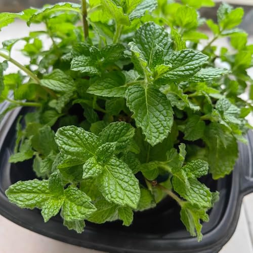 zitronenmelissesamen unentbehrlich seltene 600pcs