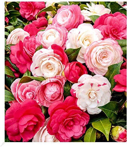 BALDUR Garten Freiland-Kamelie Festival Tricolor, 1 Pflanze, Mehrfarbig blühend, winterhart, Wasserbedarf gering, für Standort im Schatten geeignet, blühend, Camellia Japonica