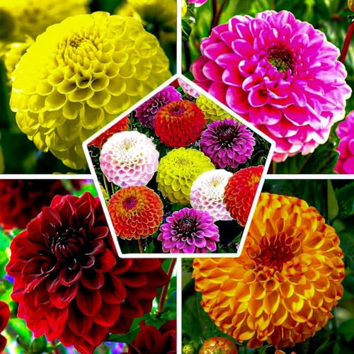 Dalias Bulbos Gigantes Pompon Bola Colección - 5 Bulbos de Flores Exterior - Plantas Naturales Exterior de Holanda - No Resistente - Decoracion Jardin y Balcón - Sin Semillas, No Artificiales