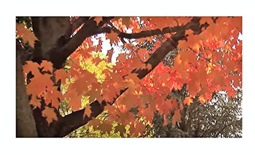 Stk - 15x Ahorn saccharum Zucker Baum Bonsai Garten Pflanzen - Samen B511 - Seeds & Plants Shop by Ipsa