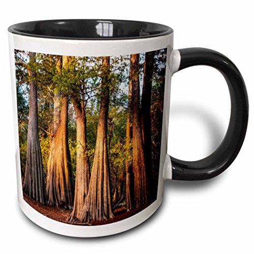 Tazze Porcellana Tazza Divertenti Multicolore Tazza Di Caffè Idea Regalo Per Festa Della Mamma Ufficio 330 Ml Stati Uniti Louisiana Atchafalaya Basin Pierce Lake Cipresso Calvo Alba