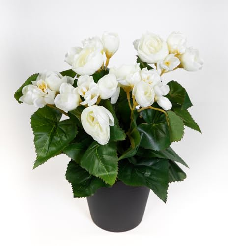 Seidenblumen Roß Begonie 25cm im Topf LM Kunstpflanzen künstlicher Begonienbusch künstliche Pflanze Kunstblumen (Weiß)