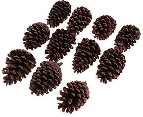 MotiveTech 10 Stück Große Getrocknete Tannenzapfen in Großpackung für Akzente Ornament Weihnachten, B 8-10CM