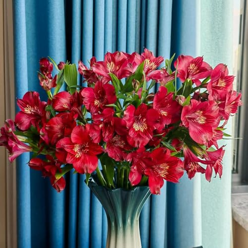 semillas de alstroemeria silvestres, balcón, exóticas, perennes resistentes 30pcs