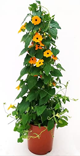 POWERS TO FLOWERS - THUNBERGIA ALATA ARANCIONE A PIRAMIDE ALTEZZA 90/100CM, VASO 20CM DIAMETRO, pianta vera