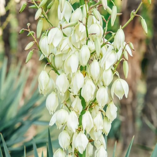 Semi di giglio di palma resistente - decorative, balcone interno giardino 50pcs