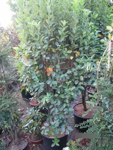 Felsenbirne Rainbow Pillar - Amelanchier lamarckii - 80-100cm