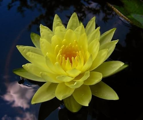 Ninfea Joey Tomocik pianta viva a radice nuda – Fiore acquatico giallo intenso – Per laghetti, fontane e stagni – Facile coltivazione, fioritura abbondante, spedizione veloce