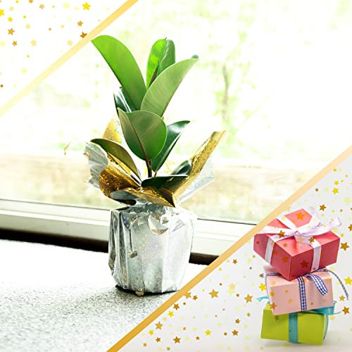 Easy Plants 1 Rubber Plant/Robusta in Pot with Cellophane Gift Wrapping - 50/55cm Tall Perfect Present