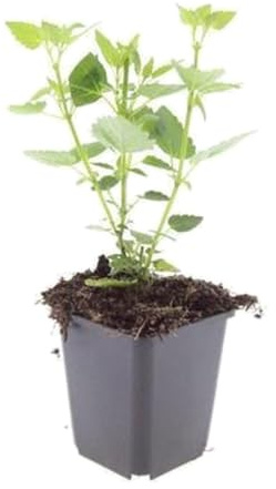 Plantas Agastache Blue Fortune para Jardín, Azul Lavanda, Pack de 24