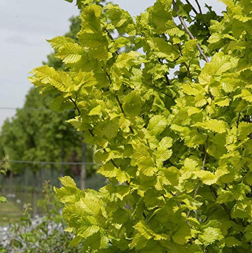 Hochstamm Goldulme 80-100cm - Ulmus carpinfolia - lebende Gartenpflanze aus den Baumschulen