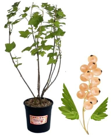 P. Piantine da Orto | Ribes Bianco, Vaso 5 L, Pianta Pronta per il Trapianto, Pianta Vera di Frutti di Bosco da Esterno, Vivaio Italiano