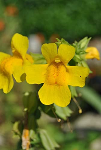 Mimulus luteus 9x9 cm Topf – Mehrjährig & Pflegeleicht – Gauklerblume – Teichrandpflanze für Ufer & Feuchtbereiche