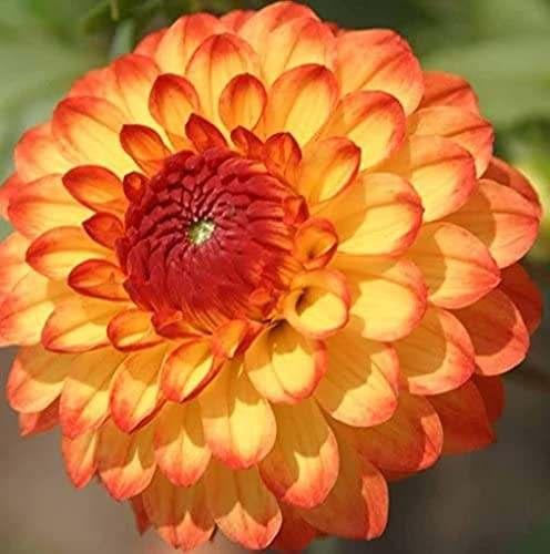 3 pezzi Dalia bulbi Plus Alto Del Fiore Luce di Lampadina per Il Cortile Con Giardino Creare issimo Ambiente Sano per la Decorazione Dell'interno E Outdoor Cortili