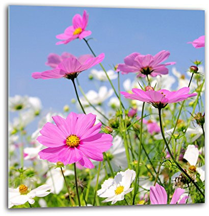 decorwelt Küchenrückwand Spritzschutz aus Glas 60x60 cm Wandschutz Herd Spüle Küchenspritzschutz Fliesenschutz Fliesenspiegel Küche Dekoglas Blumen Rosa