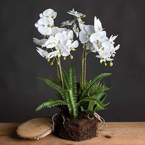 The Recipe - Grande orchidea bianca e felce giardino in rootball, taglia unica