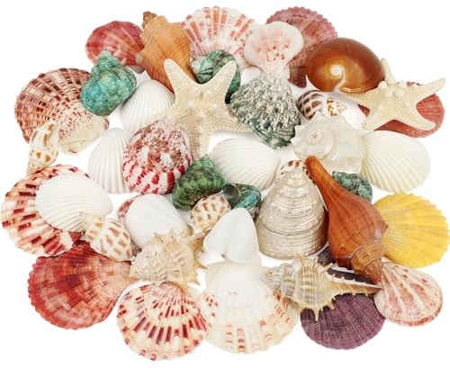 Fangoo Conchas Marinas Naturales y Estrellas de mar, 15 Tipos de Conchas Marinas Naturales Estrellas de mar para Fiestas temáticas de Playa, Manualidades, Rellenos de jarrones, decoración del