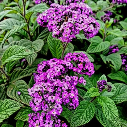 semi di vaniglia - vecchie varietà Heliotropium arborescens - balcone da esterno resistenti decorazione del soggiorno perenni resistenti 100pcs