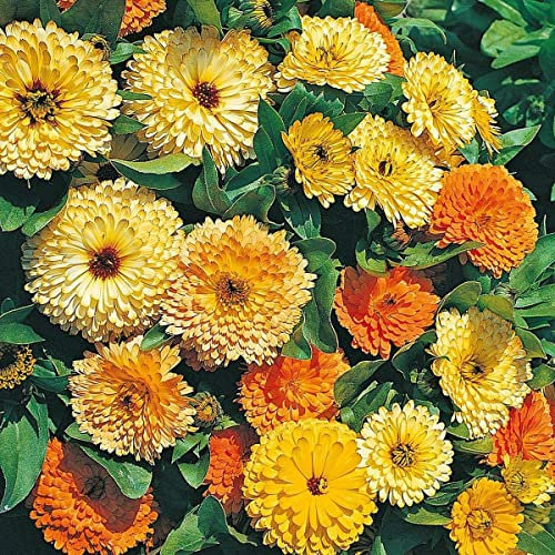 Calendula Seeds Art Shades Mixed by Country Value Edible Flowers