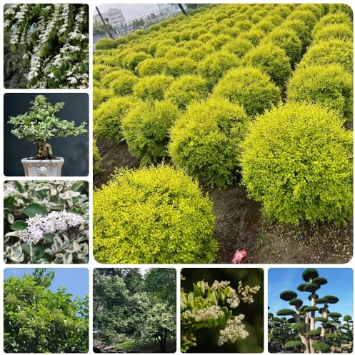 Semi di siepe di ligustro, vecchie varietà Ligustro lucidum - giardino di arbusti regali per gli amanti del giardino per luoghi soleggiati da giardino roccioso 350pcs