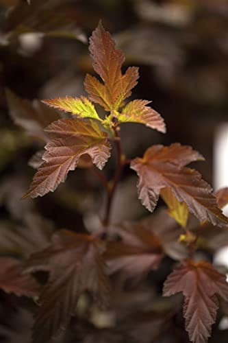 Physocarpus opulifolius 'Diable d'Or' 60–80 cm – Winterhart, Mehrjährig, Pflegeleicht – Fasanenspiere – Heckenpflanze für Garten & Sichtschutz