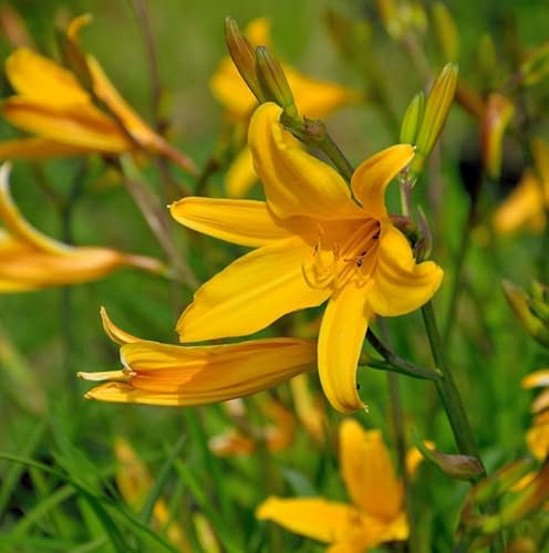 Taglilie Thumbelina - Hemerocallis - lebende Gartenpflanze aus den Baumschulen