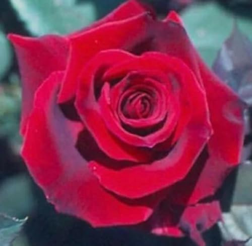 Deep Secret Gorgeous Red Bush Rose Plant- Garden Plant in 3L Pot- Perfect for Gift