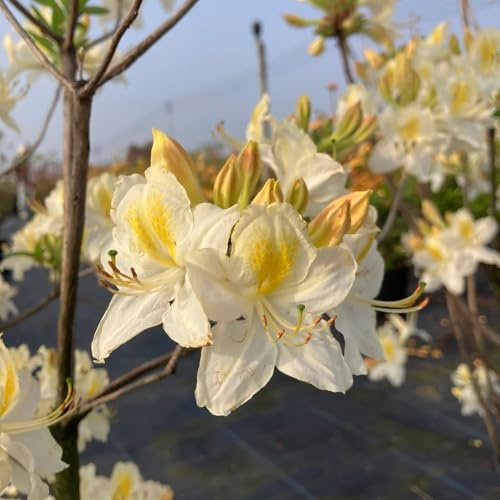 rhododendronsamen - winterharte stauden azalee stauden mehrjährig, outdoor 55pcs