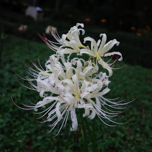 lycoris radiata - gigli ragno sostenibili giglio ragno, giglio di sangue di precoci autunnali, primaverili giardino 3bulbi