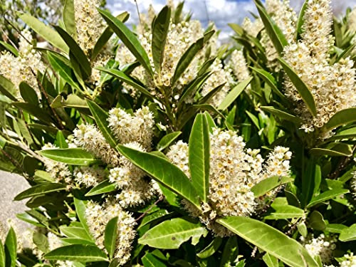 Cherry Laurel Plants Live for Growing, Sweet Cherry Laurel Tree Live Plant 8 to 12 Inc Height, Set 2 Plants