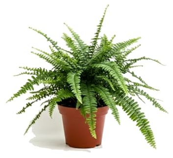 Nephrolepis Exaltata Helecho espada DECOALIVE | Maceta 17 cm de Diámetro | Altura de Planta 50 cm | Helecho Natural Decorativo