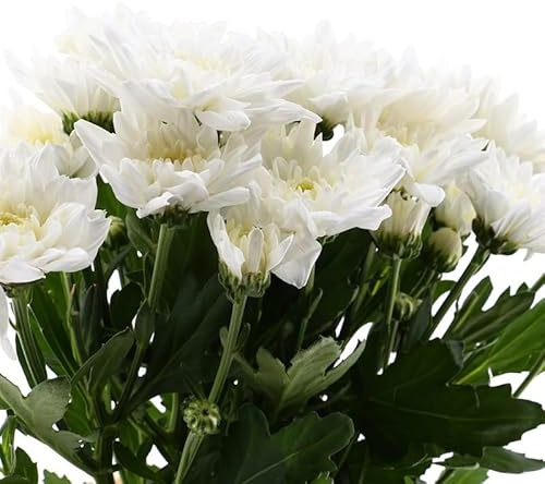 Chrysanthemum Flor Natural Flores de Origen Asiático