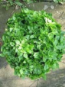 Basil Greek Yevani Ocimum basilicum 1,000 Seeds