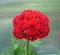 Semi di fiori freschi Sump 20 Pz Geranio Fiore di melo per la semina Red
