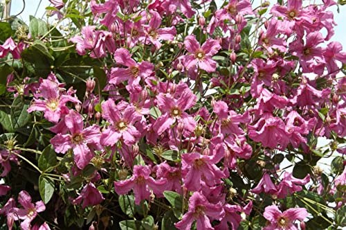 Clematis integrifolia 'Aljonushka' 60-100 cm – Winterhart, Mehrjährig, Pflegeleicht – Waldrebe – Beetstaude für Garten & Kübel
